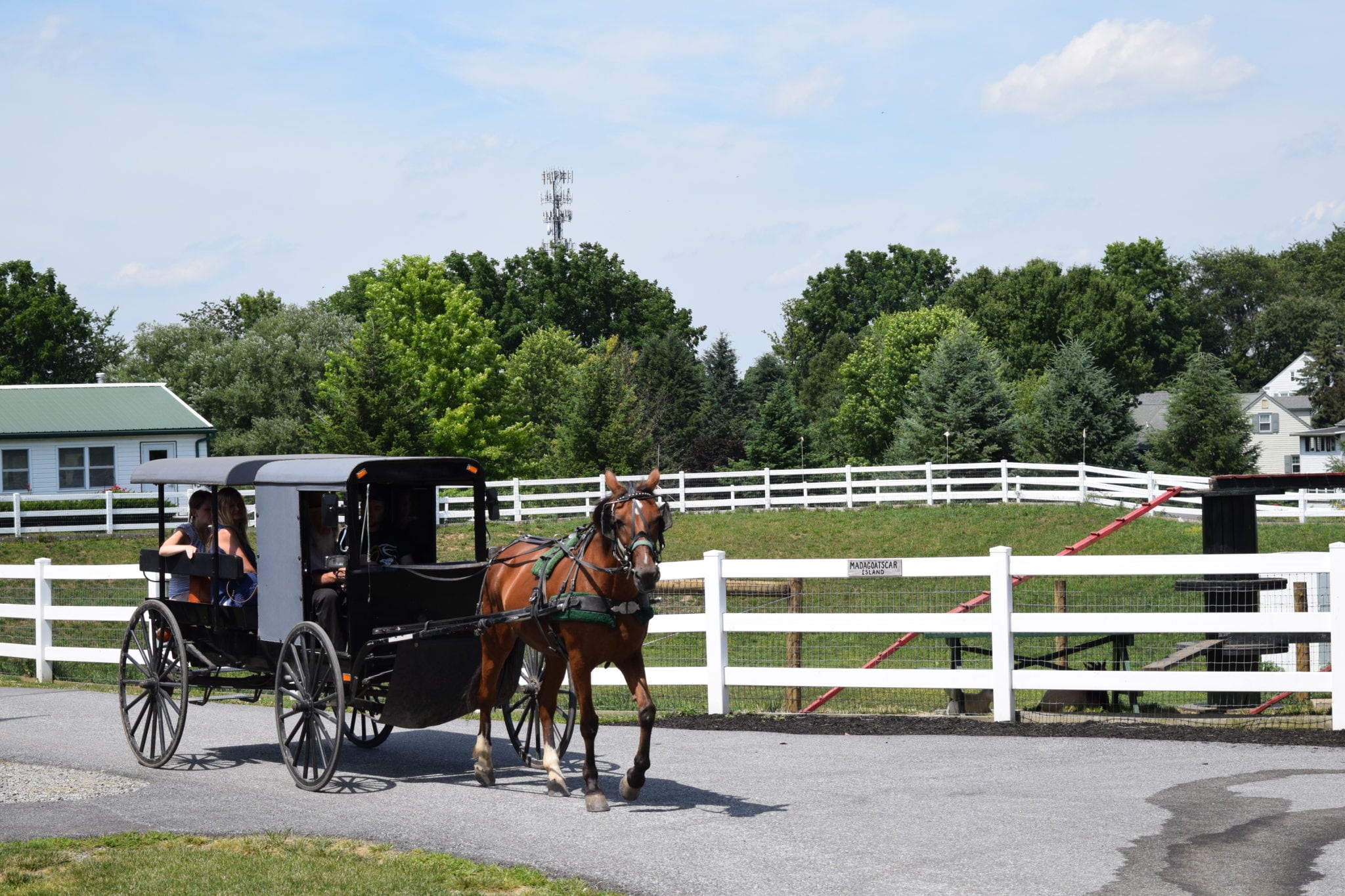 amish horse and buggy rides