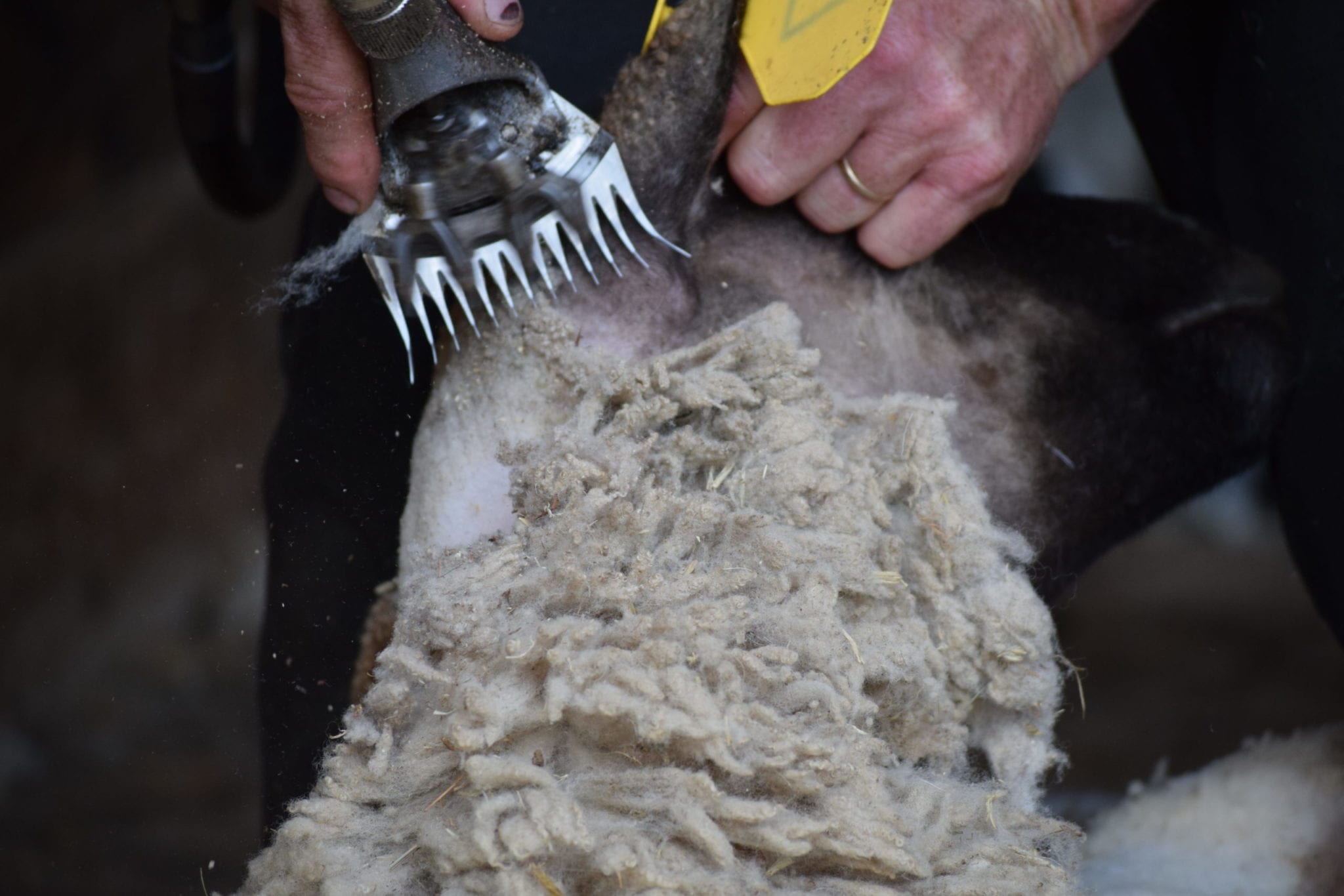 A sheep being sheared.