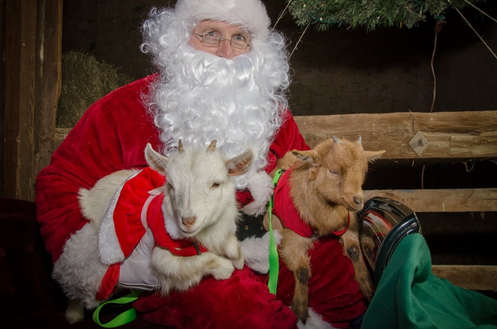 Santa holding two baby goats.