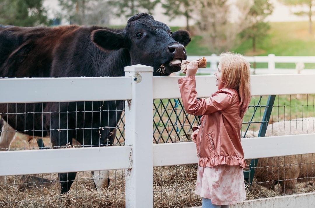 Petting zoo.