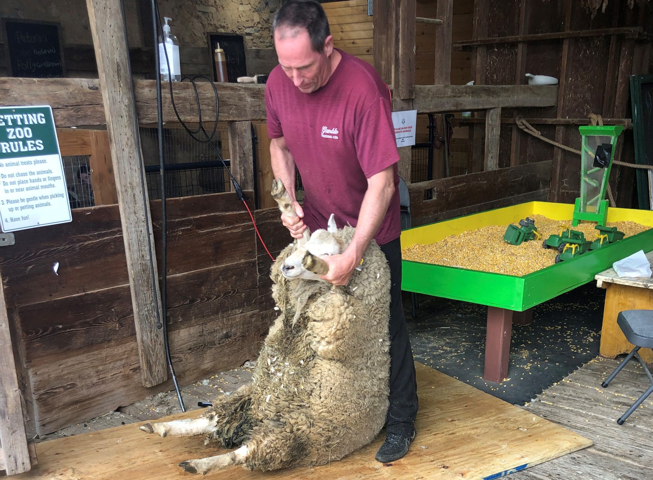 sheep shearing in process man holding sheep in barn