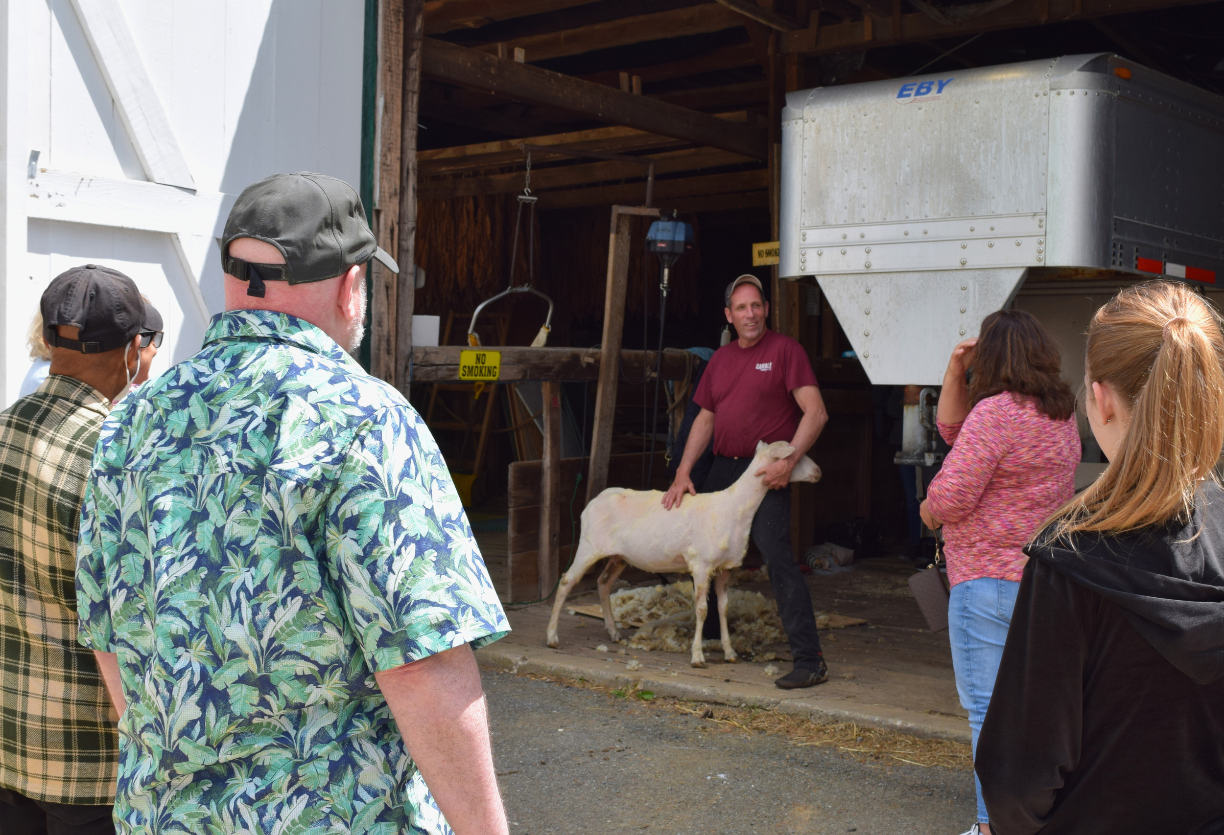 crowd at sheep shearing event